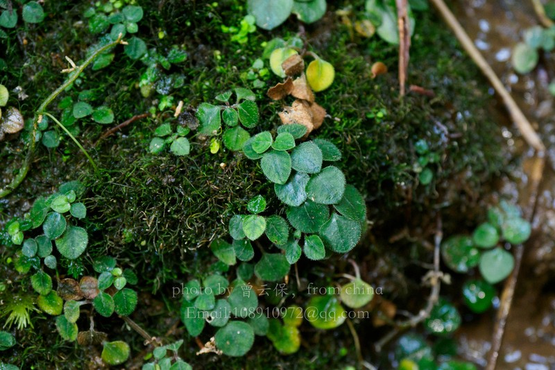 Ophiorrhiza guangdongensis photo 8