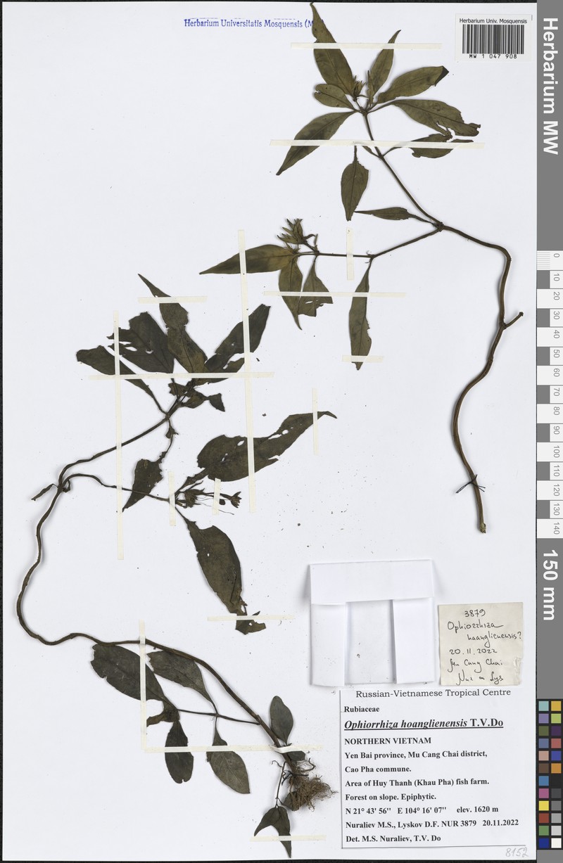 Ophiorrhiza hoanglienensis