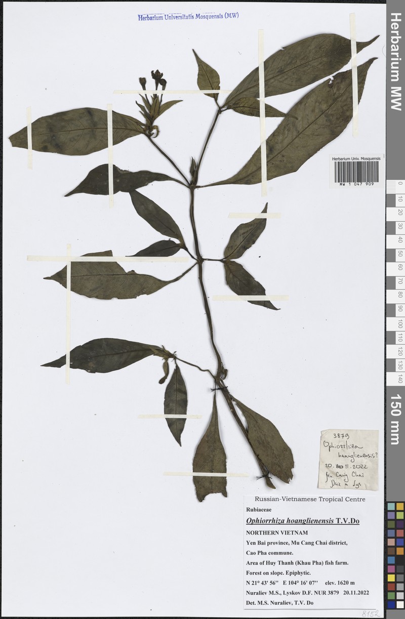 Ophiorrhiza hoanglienensis photo 2