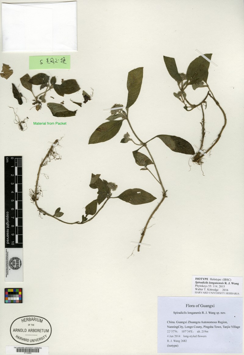 Ophiorrhiza longanensis