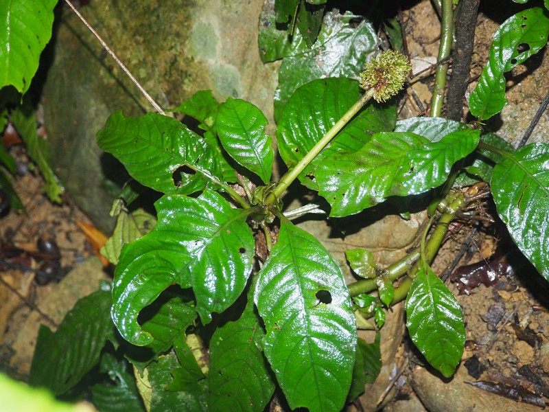 Ophiorrhiza microcephala