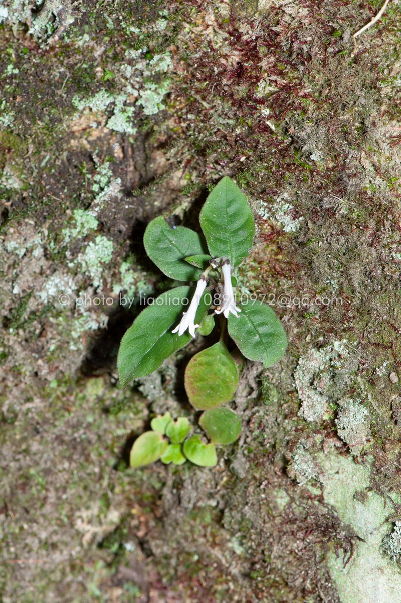 Ophiorrhiza nanlingensis