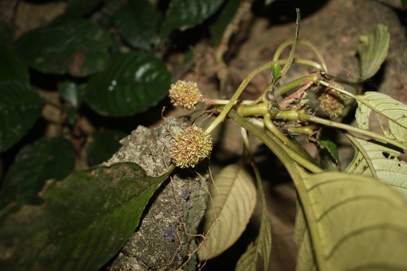 Ophiorrhiza ophiorrhizoides