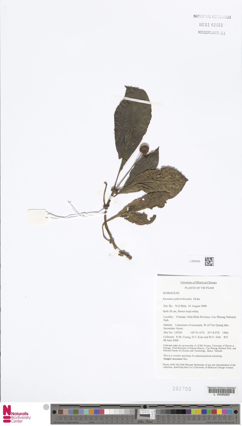Ophiorrhiza ophiorrhizoides photo 2