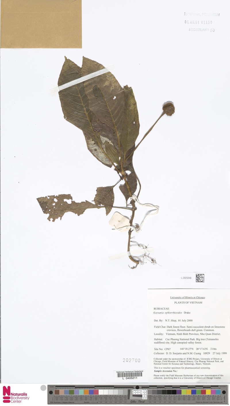 Ophiorrhiza ophiorrhizoides photo 3