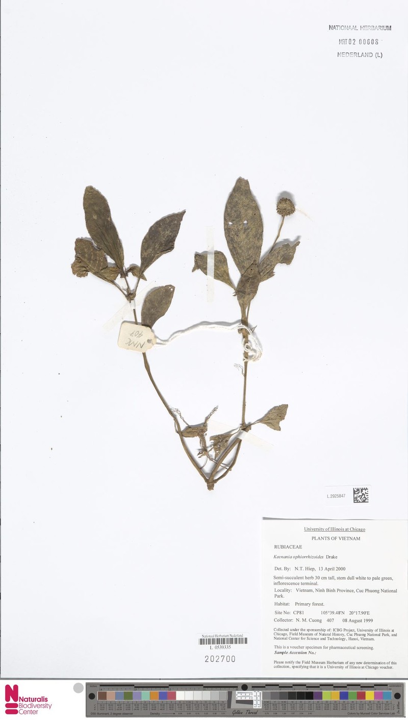 Ophiorrhiza ophiorrhizoides photo 4