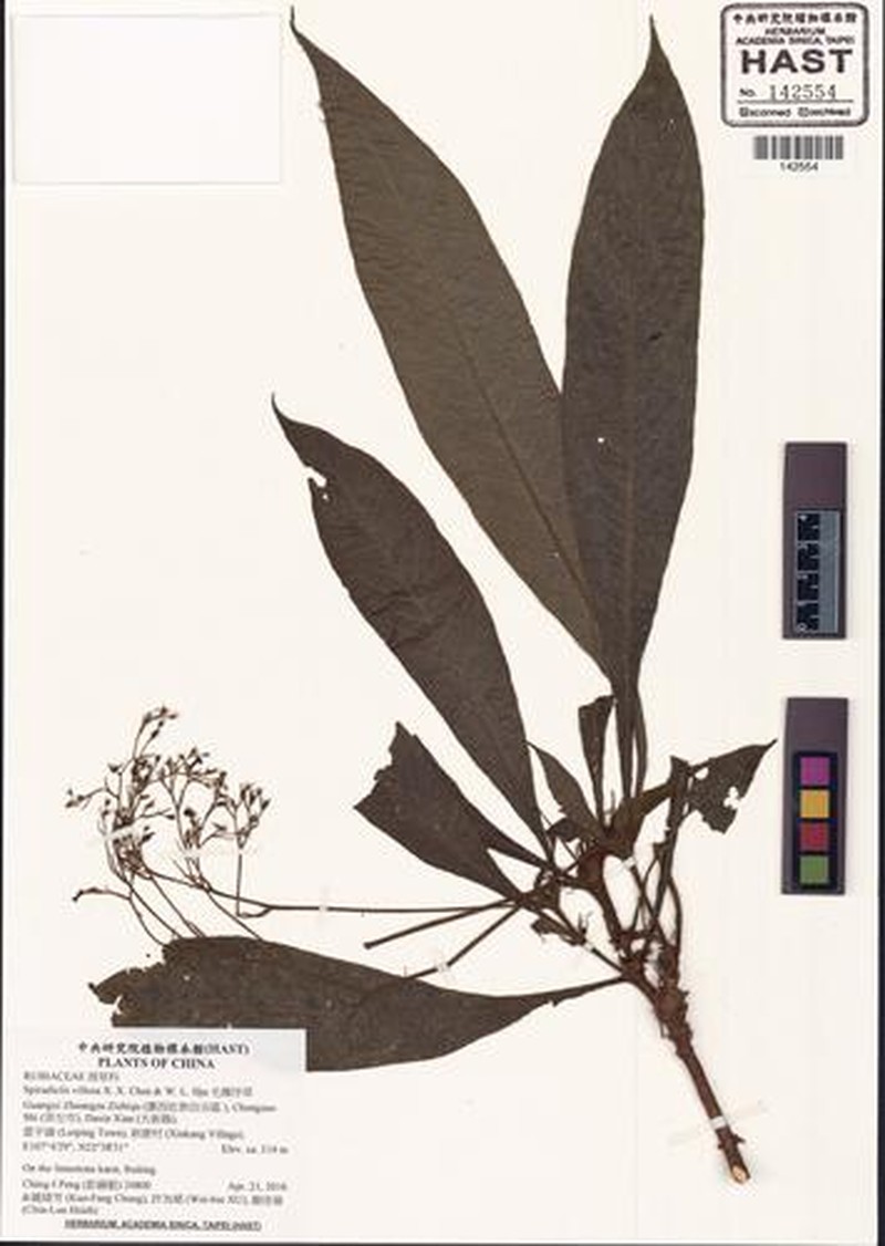 Ophiorrhiza puffii