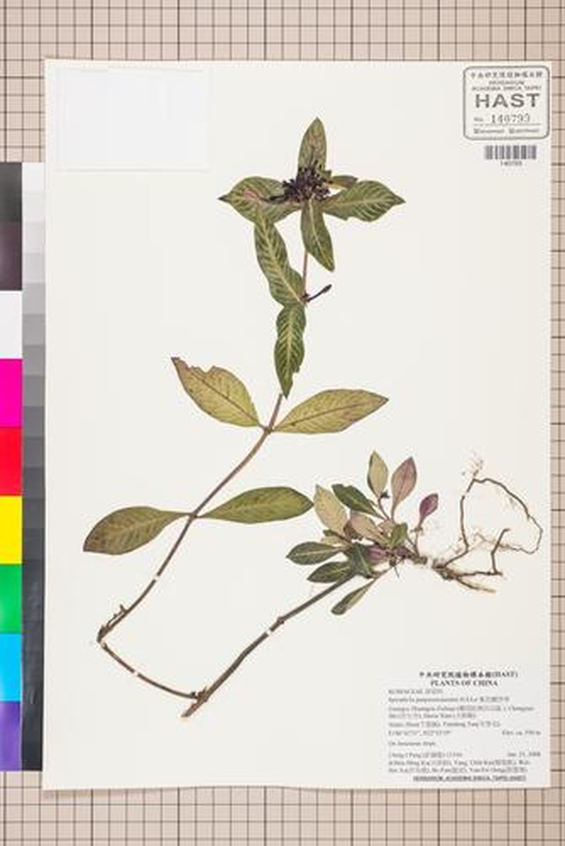 Ophiorrhiza purpureocaerulea