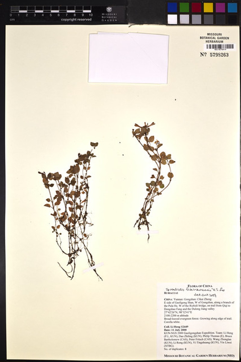 Ophiorrhiza qinii