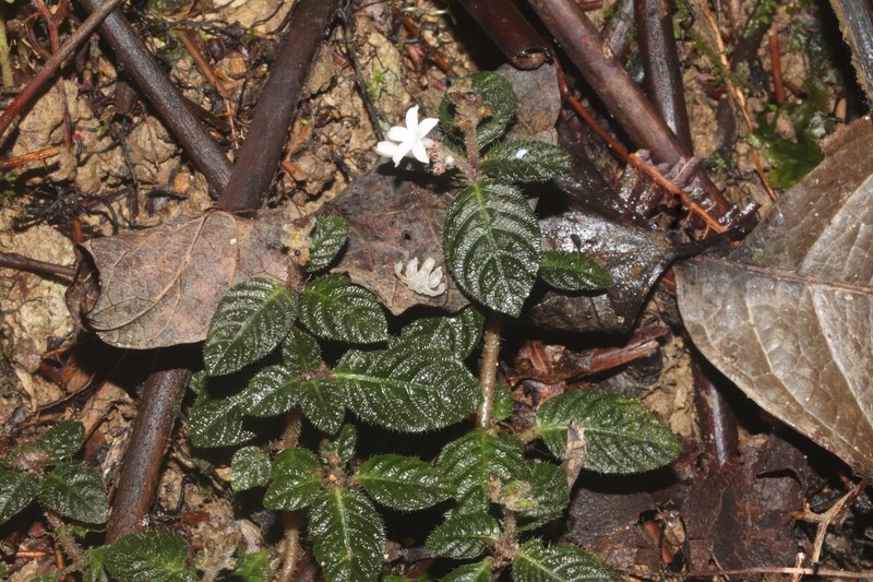 Ophiorrhiza ravifolia