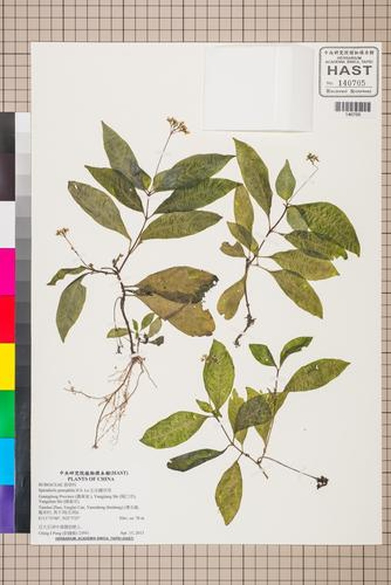 Ophiorrhiza ridsdalei