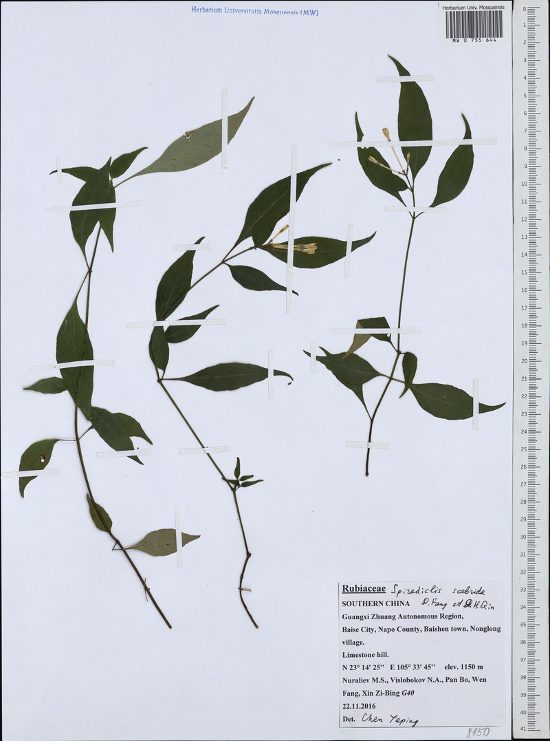 Ophiorrhiza scabrida