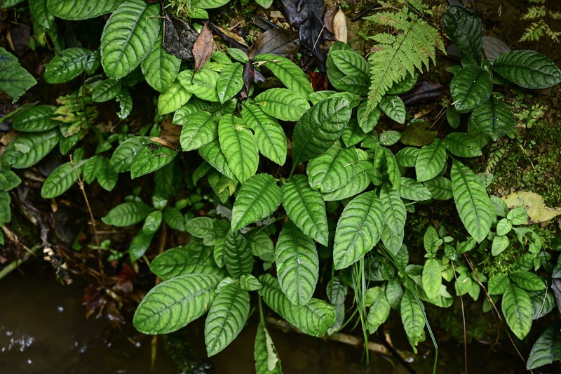 Ophiorrhiza shiqianensis photo 2