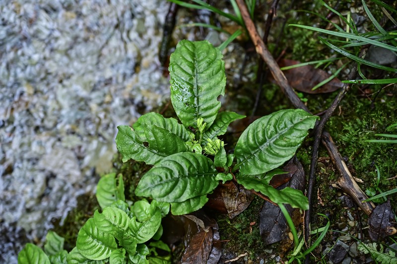 Ophiorrhiza shiqianensis photo 3