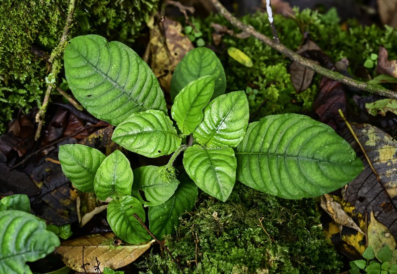 Ophiorrhiza shiqianensis photo 4