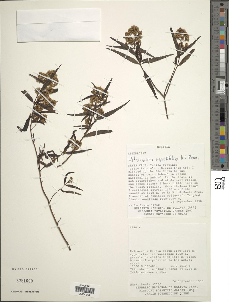 Ophryosporus angustifolius