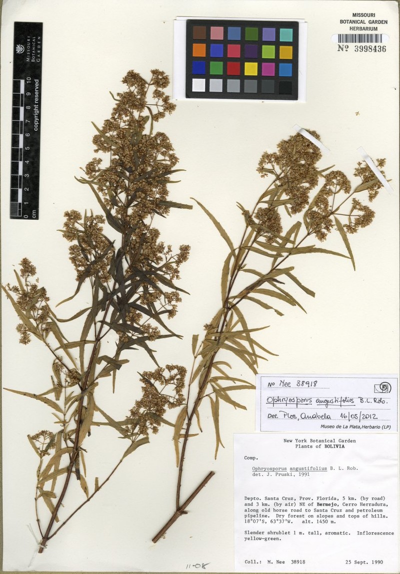 Ophryosporus angustifolius photo 2
