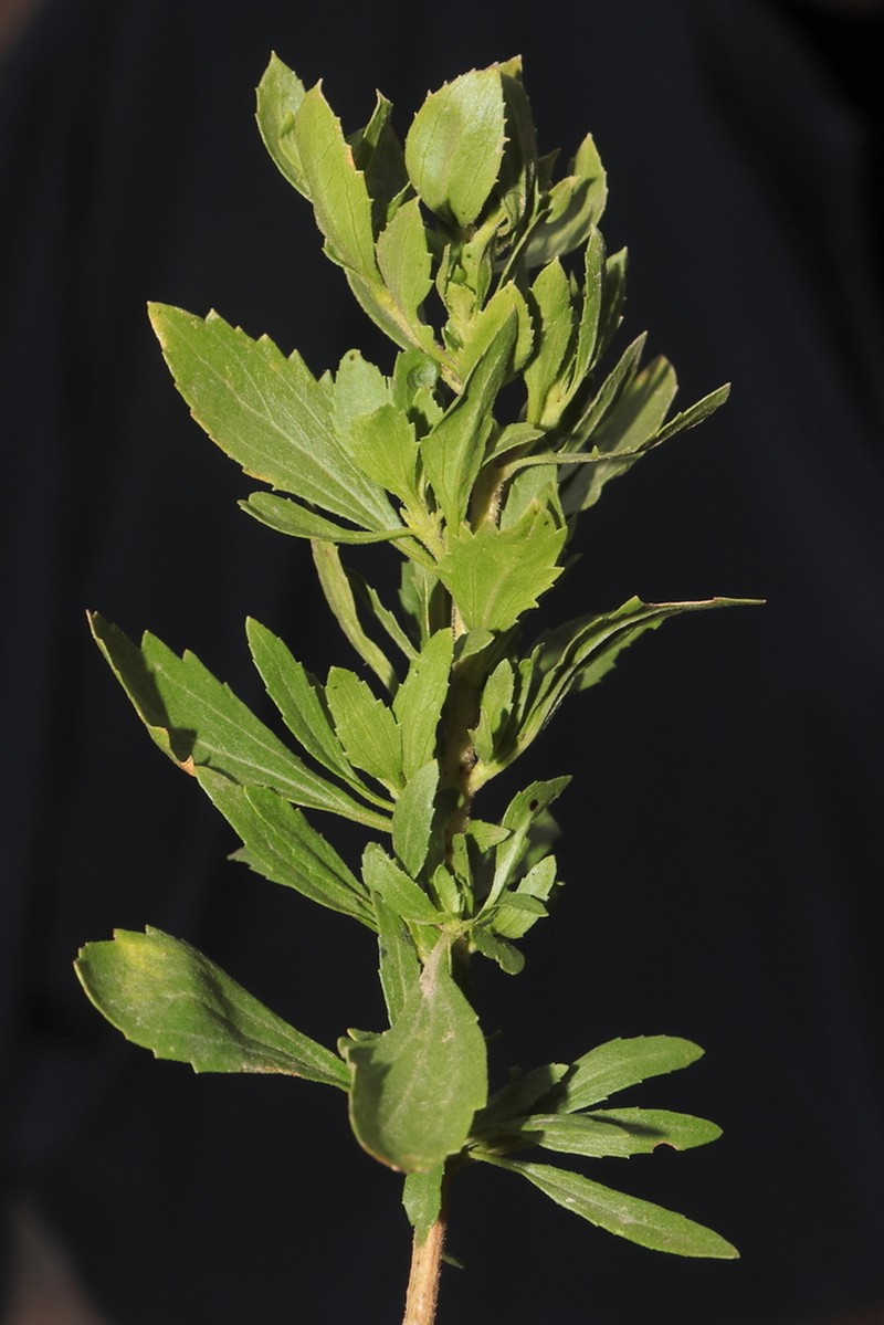 Ophryosporus anomalus photo 2