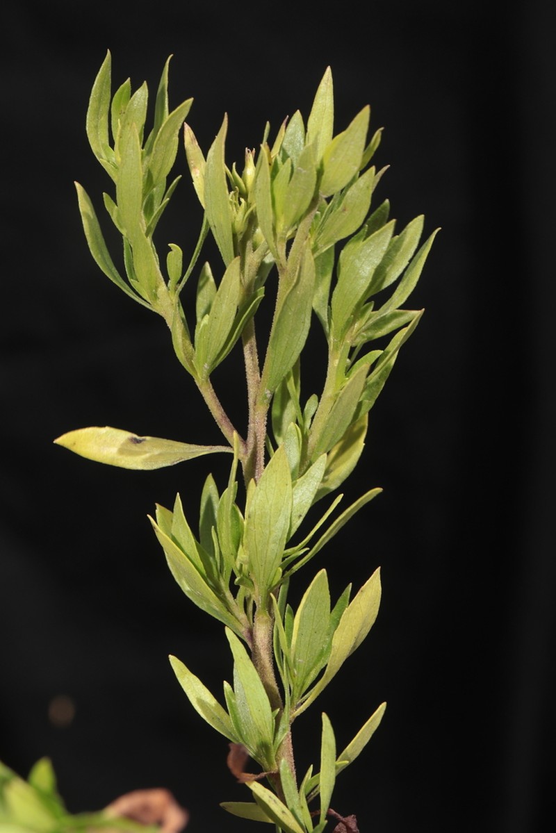 Ophryosporus anomalus photo 3