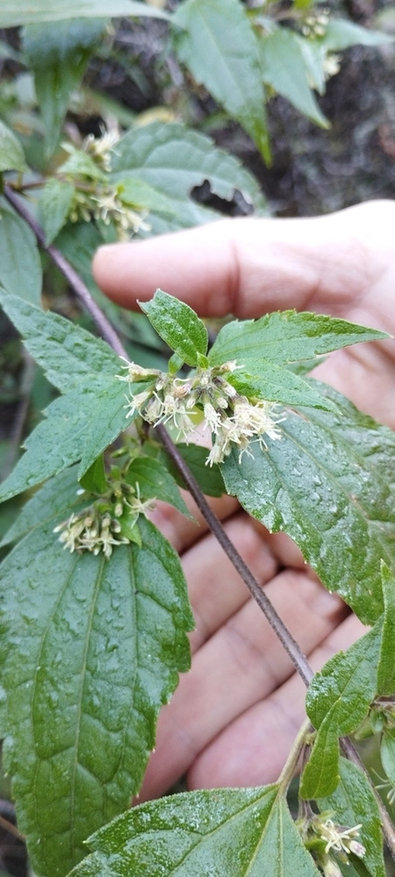 Ophryosporus axilliflorus photo 2
