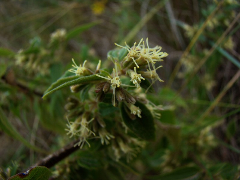 Ophryosporus axilliflorus photo 3