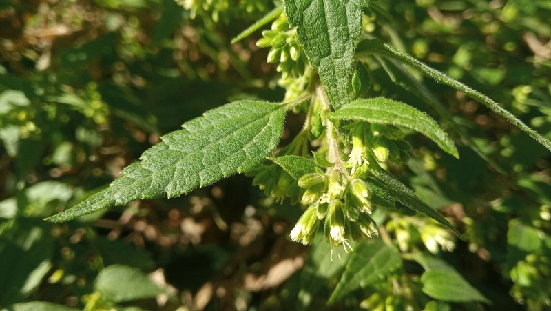 Ophryosporus axilliflorus photo 4