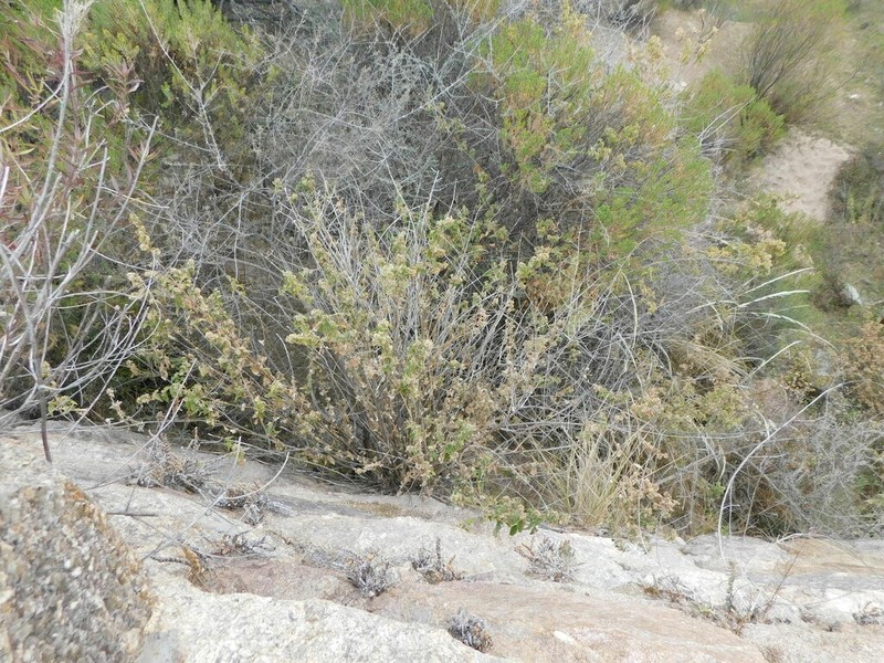 Ophryosporus axilliflorus photo 5