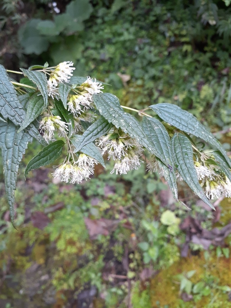 Ophryosporus axilliflorus photo 6