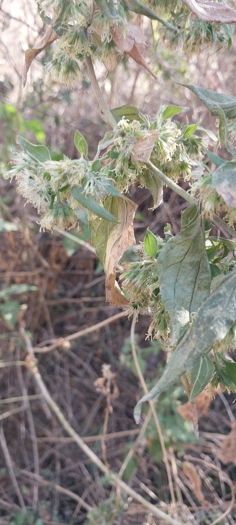 Ophryosporus axilliflorus photo 7