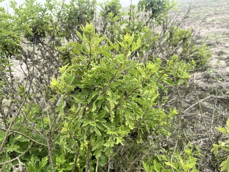 Ophryosporus bipinnatifidus photo 4