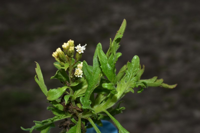 Ophryosporus bipinnatifidus photo 5