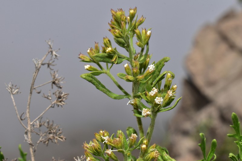 Ophryosporus bipinnatifidus photo 6