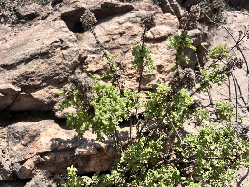 Ophryosporus bipinnatifidus photo 7