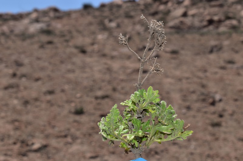 Ophryosporus bipinnatifidus photo 8