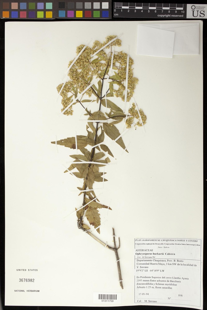 Ophryosporus burkartii