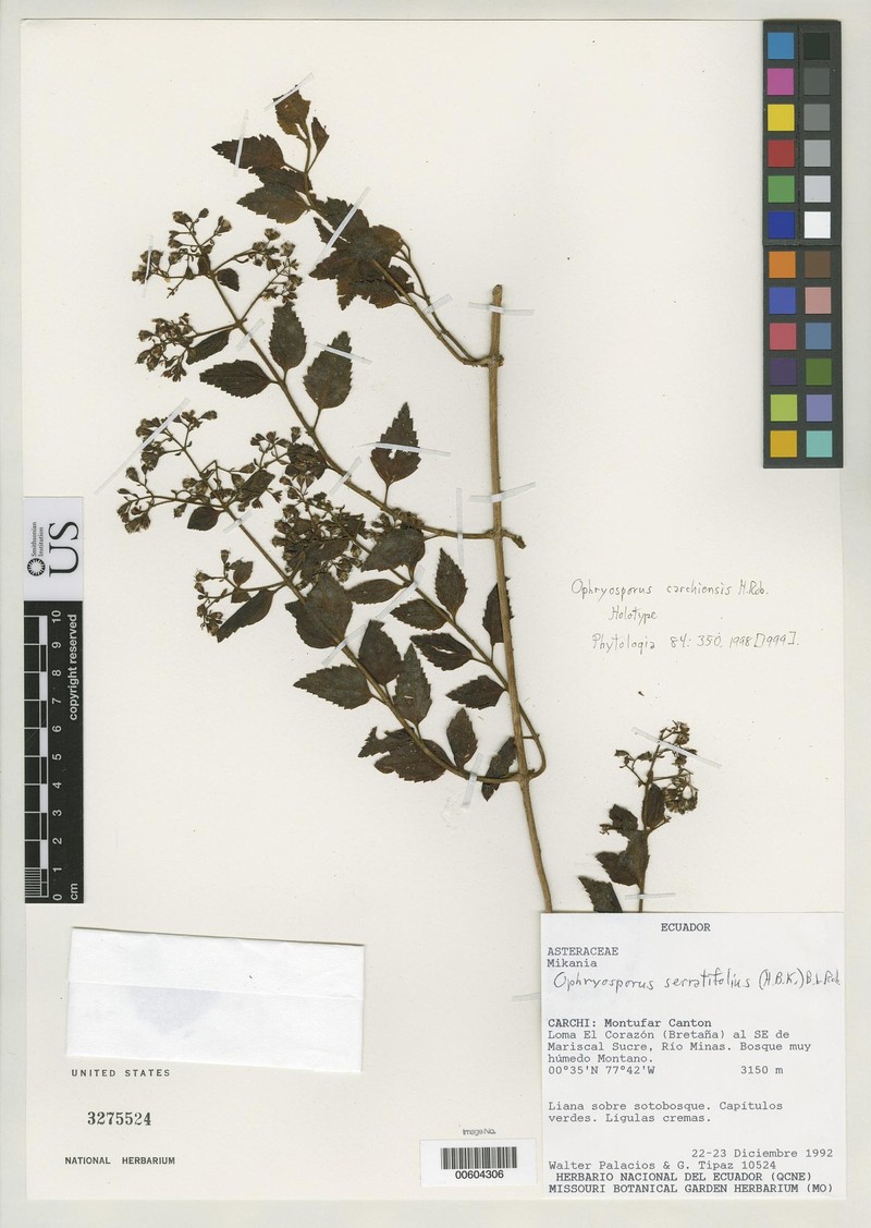 Ophryosporus carchiensis