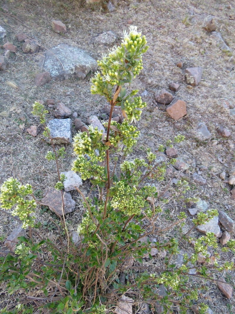Ophryosporus charua