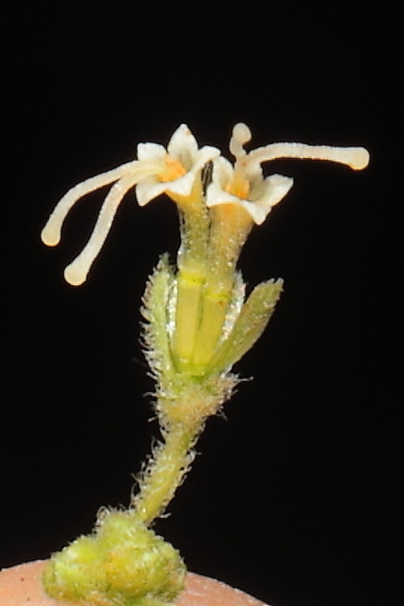 Ophryosporus chilca