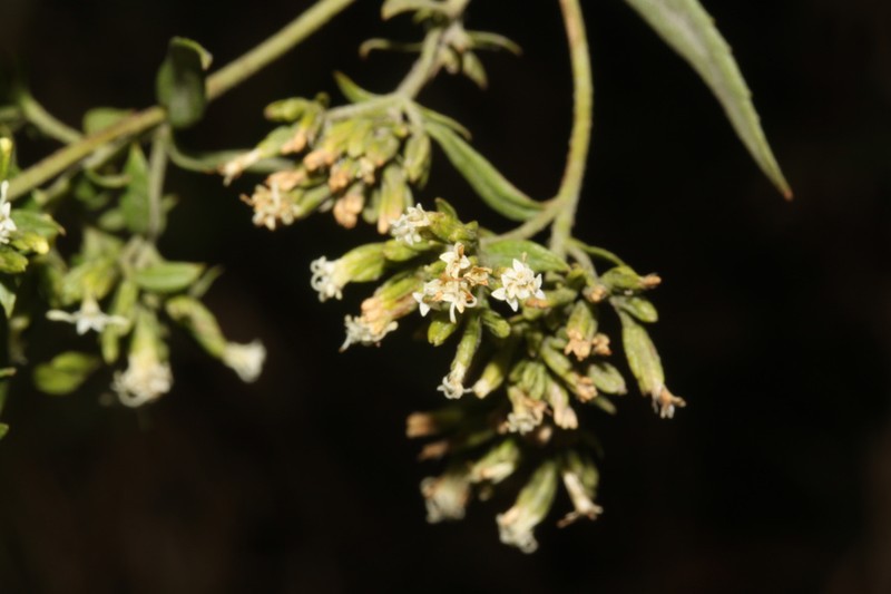 Ophryosporus chilca photo 4