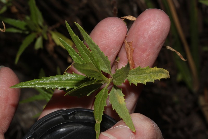 Ophryosporus chilca photo 6
