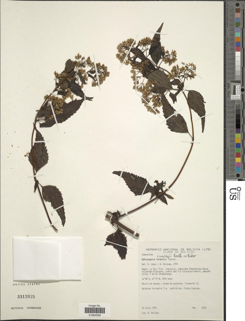 Ophryosporus cumingii photo 3