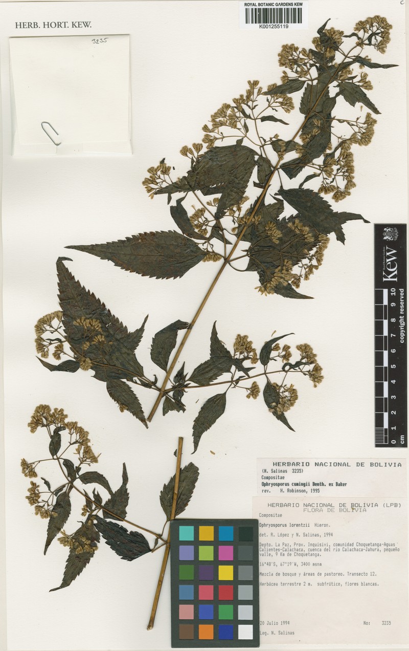Ophryosporus cumingii photo 4