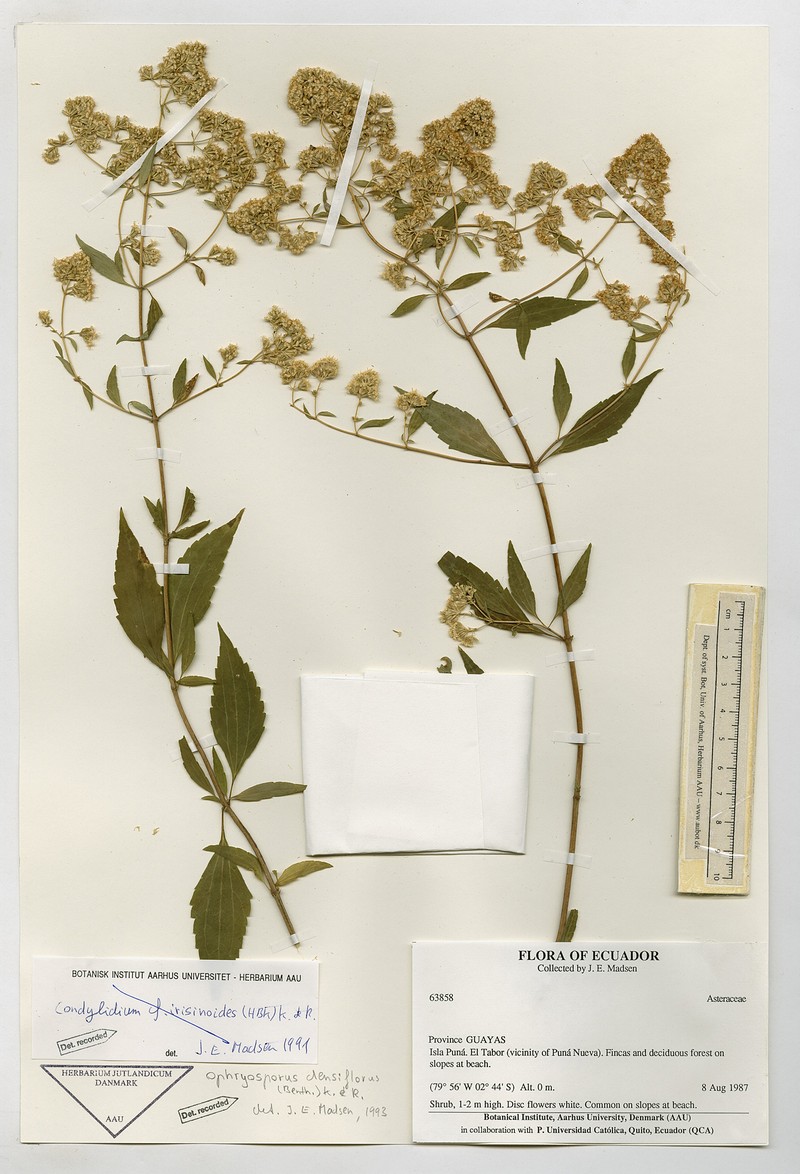 Ophryosporus densiflorus photo 2