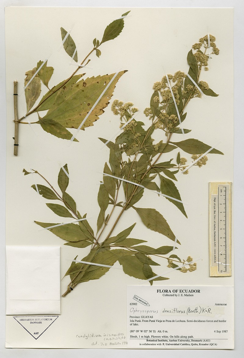 Ophryosporus densiflorus photo 3