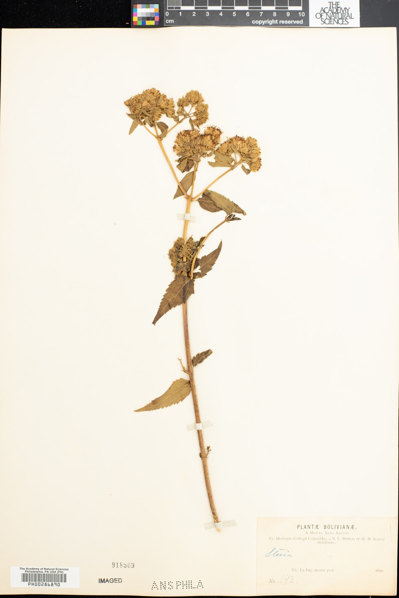 Ophryosporus eleutherantherus