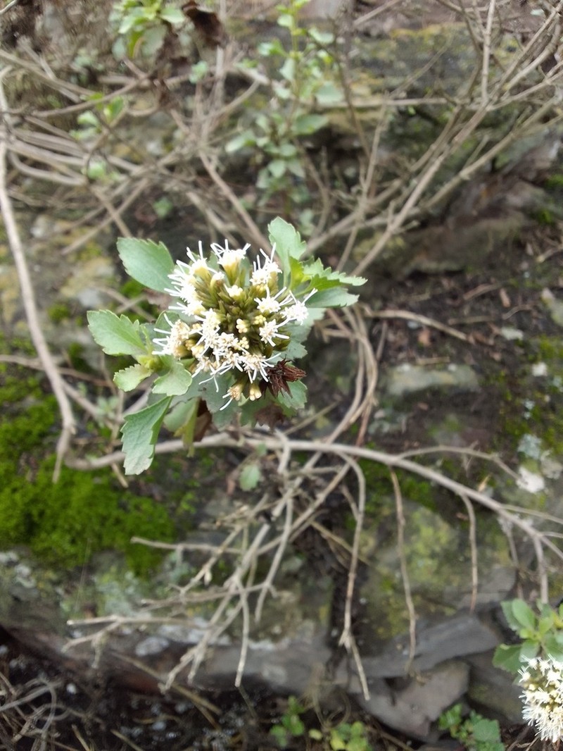 Ophryosporus floribundus