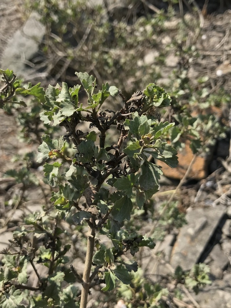 Ophryosporus floribundus photo 2