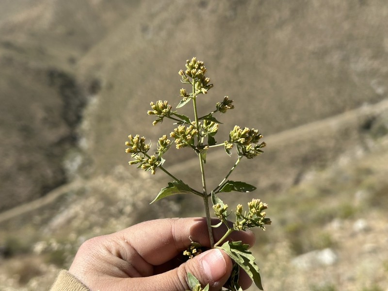 Ophryosporus floribundus photo 3