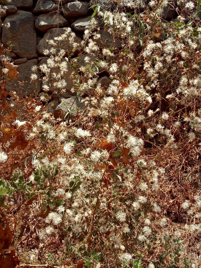 Ophryosporus floribundus photo 4