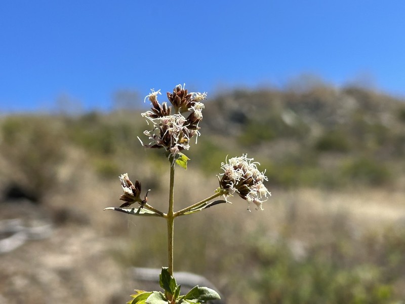 Ophryosporus floribundus photo 5